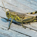 Grasshopper on the boardwalk by rminer