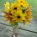 Little Baby Sunflowers by julie