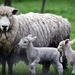 Spring Lambs by yorkshirekiwi
