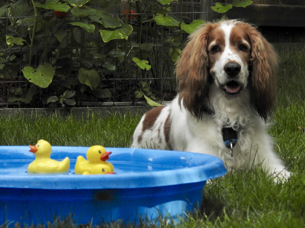 marty & his ducks by amyk