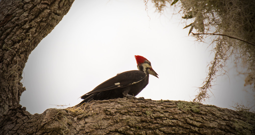 Camera Shy Pileated Woodpecker! by rickster549