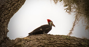 15th Sep 2017 - Camera Shy Pileated Woodpecker!