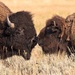 A little buffalo smooching by dridsdale