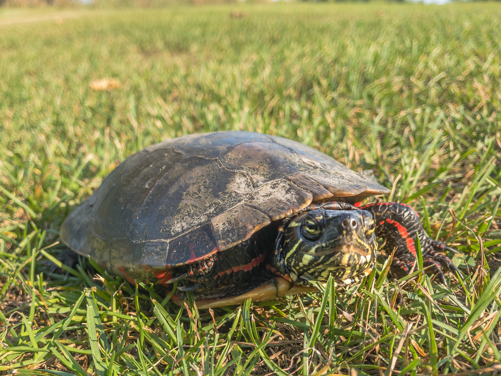 Golf Course Turtle by taffy