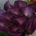 purple callas by summerfield