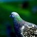 Pigeon in the Park by gq