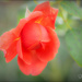 The Last Rose Of Summer by carolmw