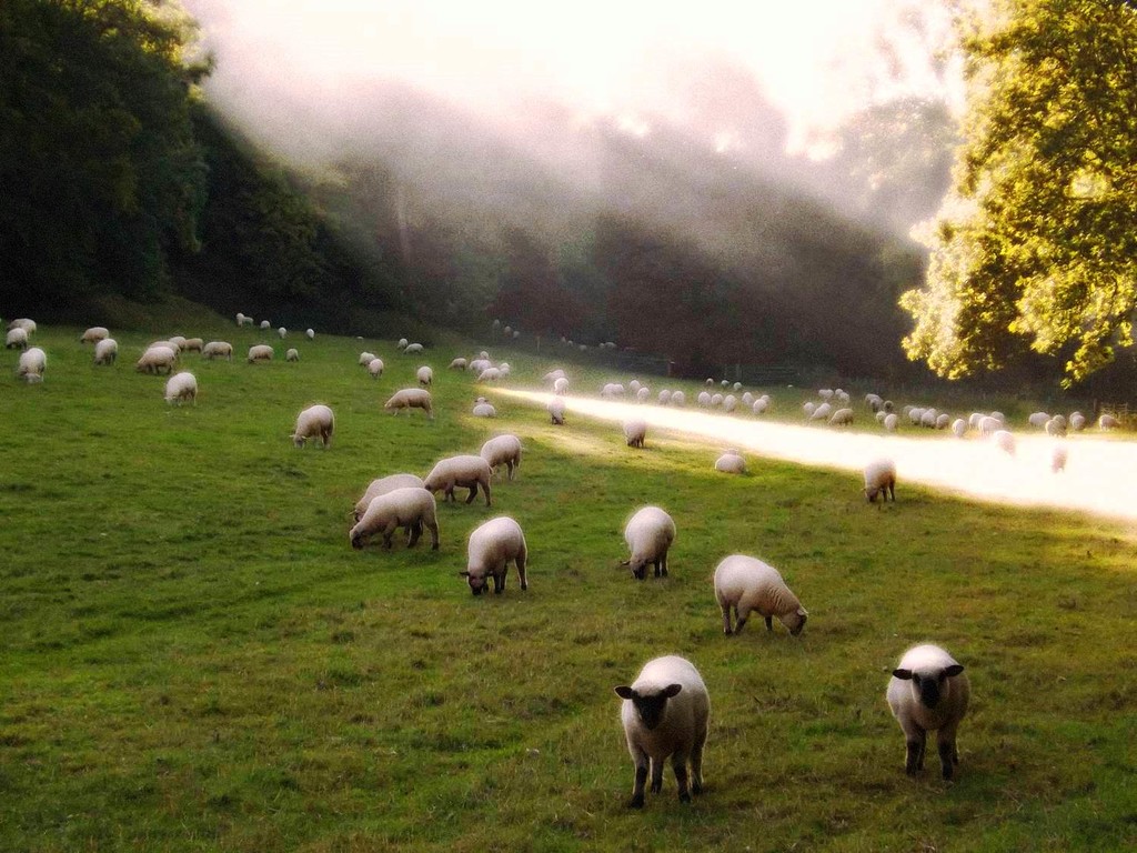 Sheep Shine by ajisaac