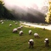 Sheep Shine by ajisaac