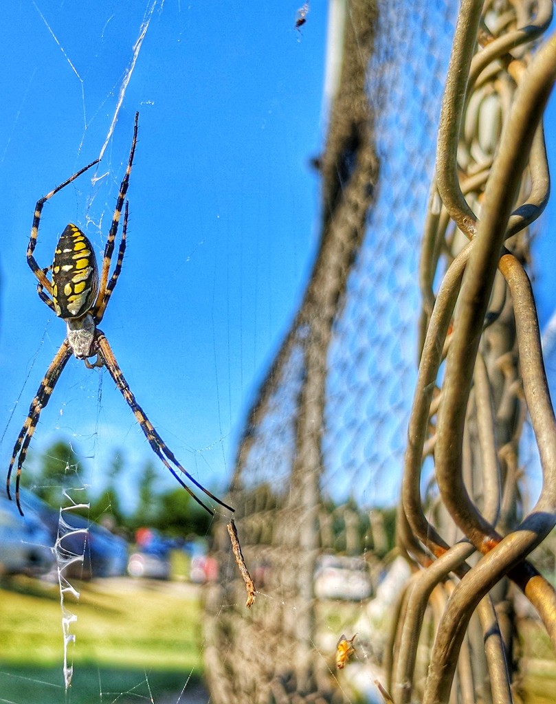 "writing" spider by scottmurr