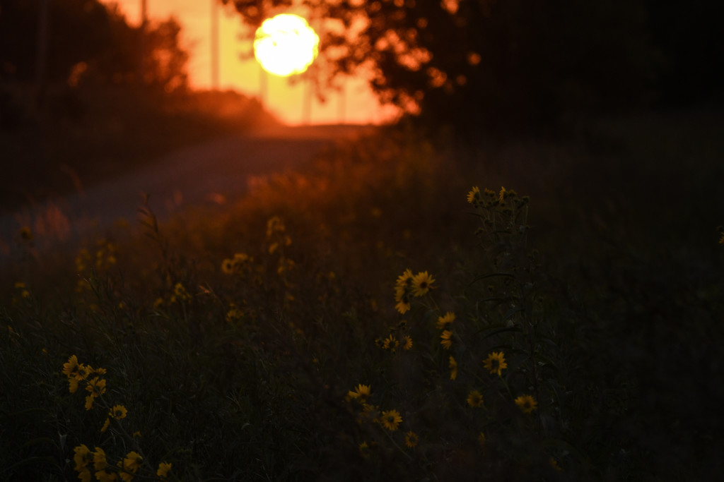 Sunflower Sunrise by kareenking
