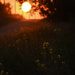 Sunflower Sunrise by kareenking