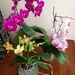 Orchid... by moominmomma