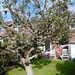 Apple tree-- trimmed by jmdspeedy