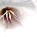 gladiolus stamen by christophercox