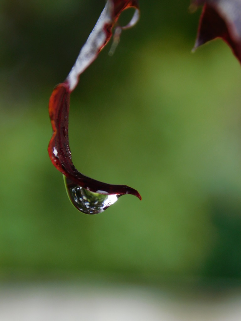 Raindrop on an autum leaf by 365anne