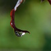 Raindrop on an autum leaf by 365anne