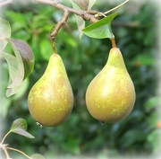 28th Jul 2017 - a pair of pears