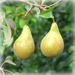 a pair of pears by cruiser