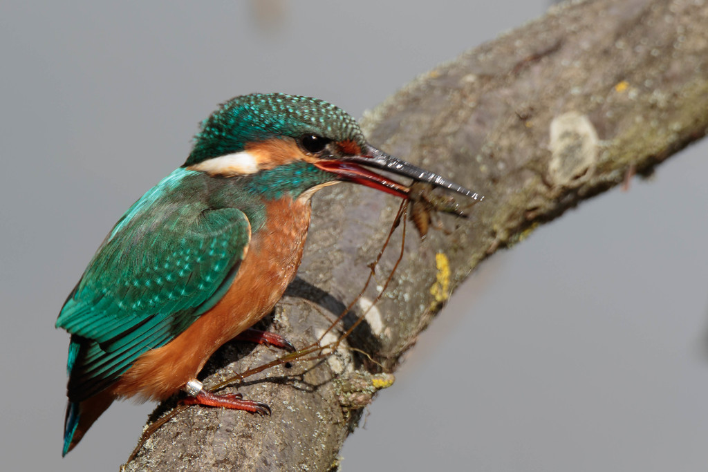 Female Kingfisher with Dragonfly nymph. by padlock