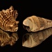 Mirroring shells by vincent24