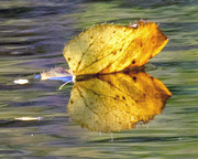 16th Sep 2017 - Leaf with reflection closeup