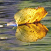 Leaf with reflection closeup by rminer