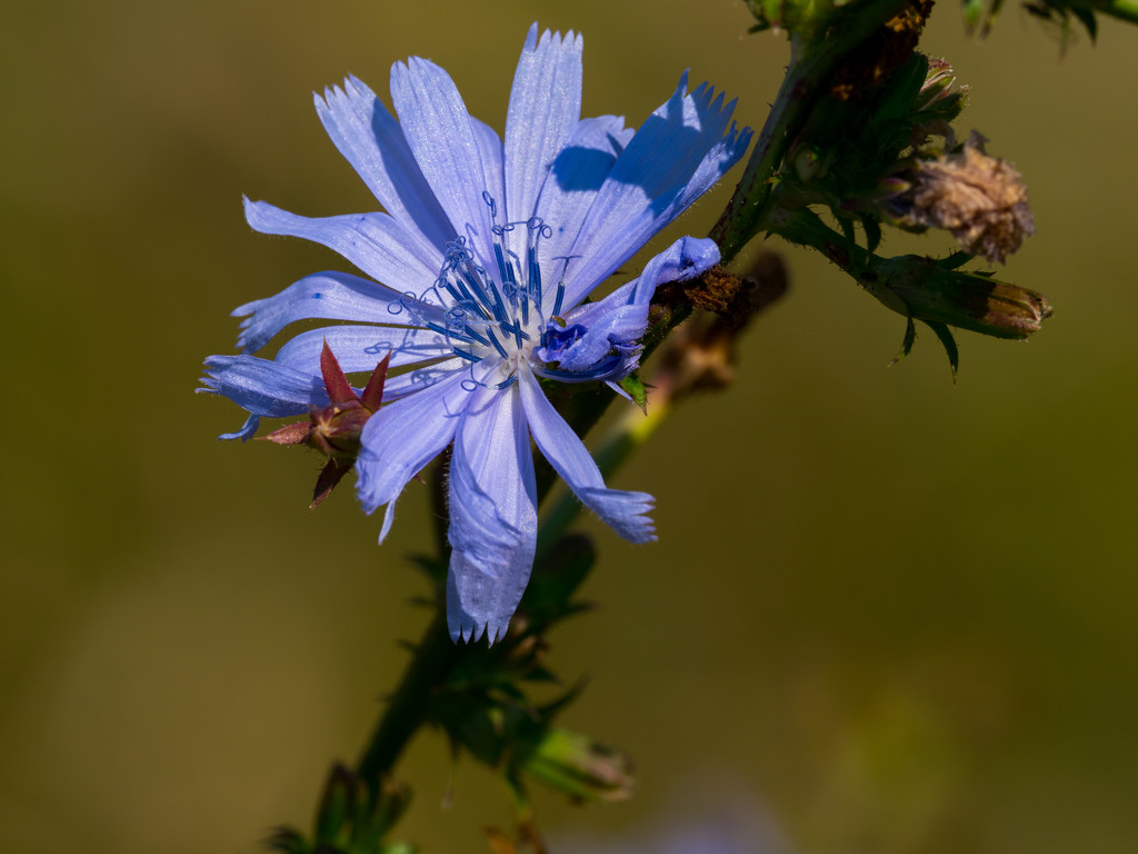 Chicory by rminer