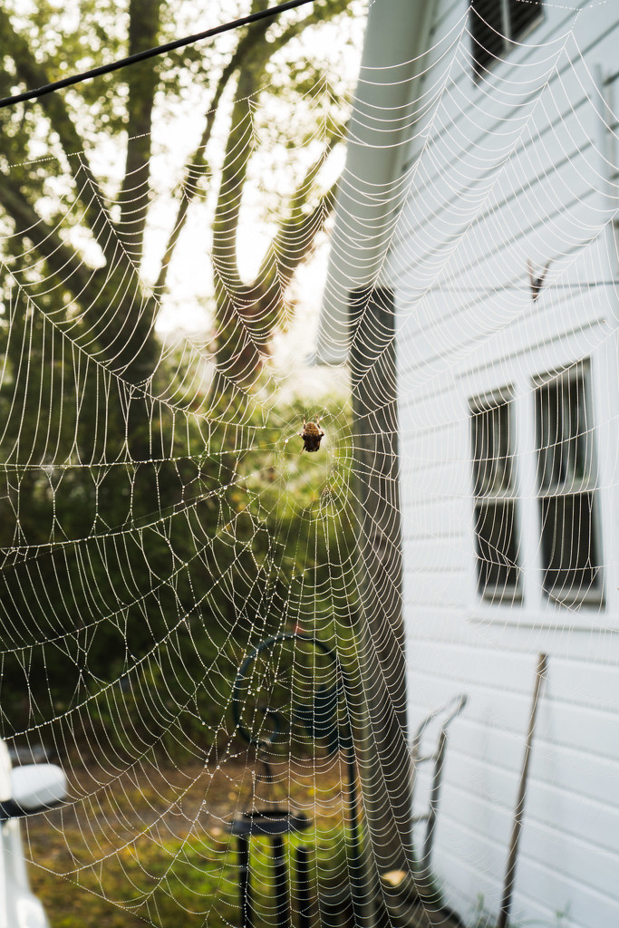 Spider in the web by randystreat