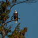 Bald Eagle by joansmor