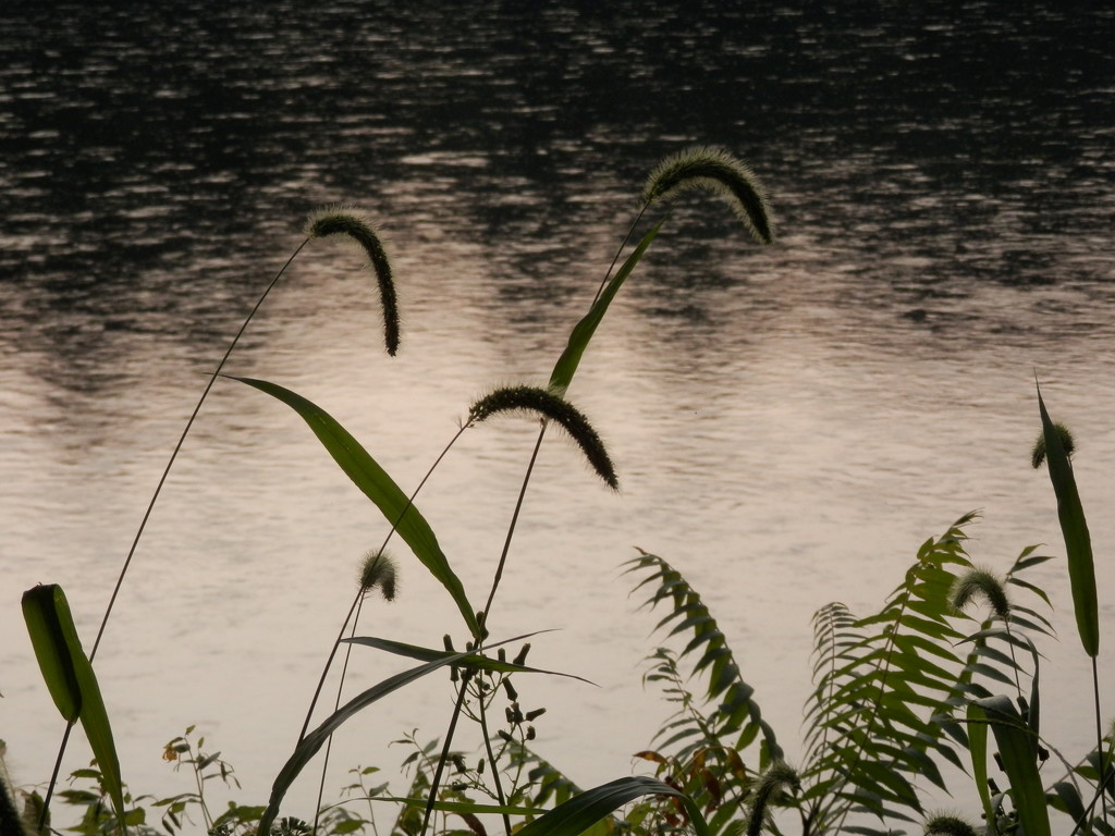 Grass by the River by julie