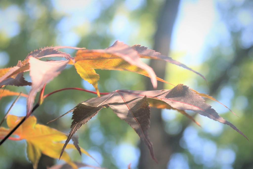 leaf layers by edorreandresen