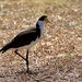 Spur winged Plover by kiwinanna
