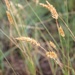 Fall Grasses  by harbie
