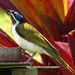 Blue Faced Honeyeater by terryliv