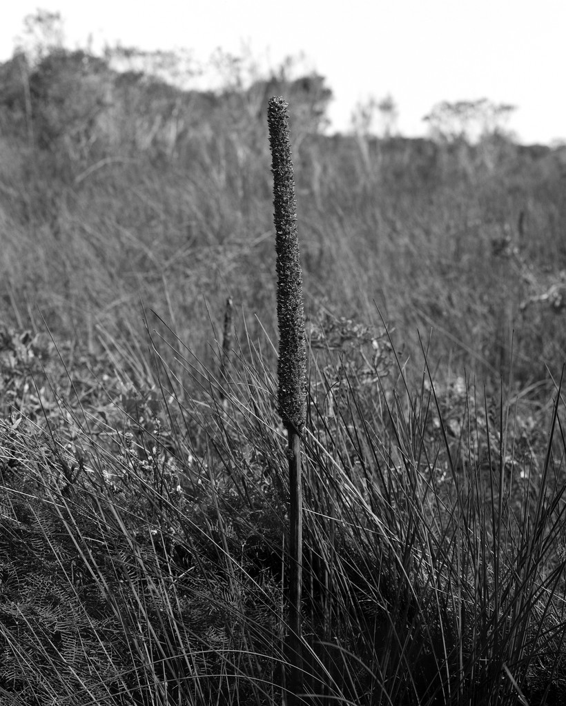 Grass stalk by peterdegraaff
