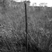 Grass stalk by peterdegraaff