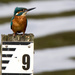 9 plus a Kingfisher by padlock