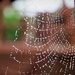 Dewy Web  by phil_sandford