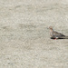 Mourning Dove by novab