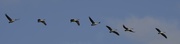 17th Sep 2017 - Pelican Fly By_DSC3307