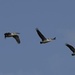 Pelican Fly By_DSC3307 by merrelyn