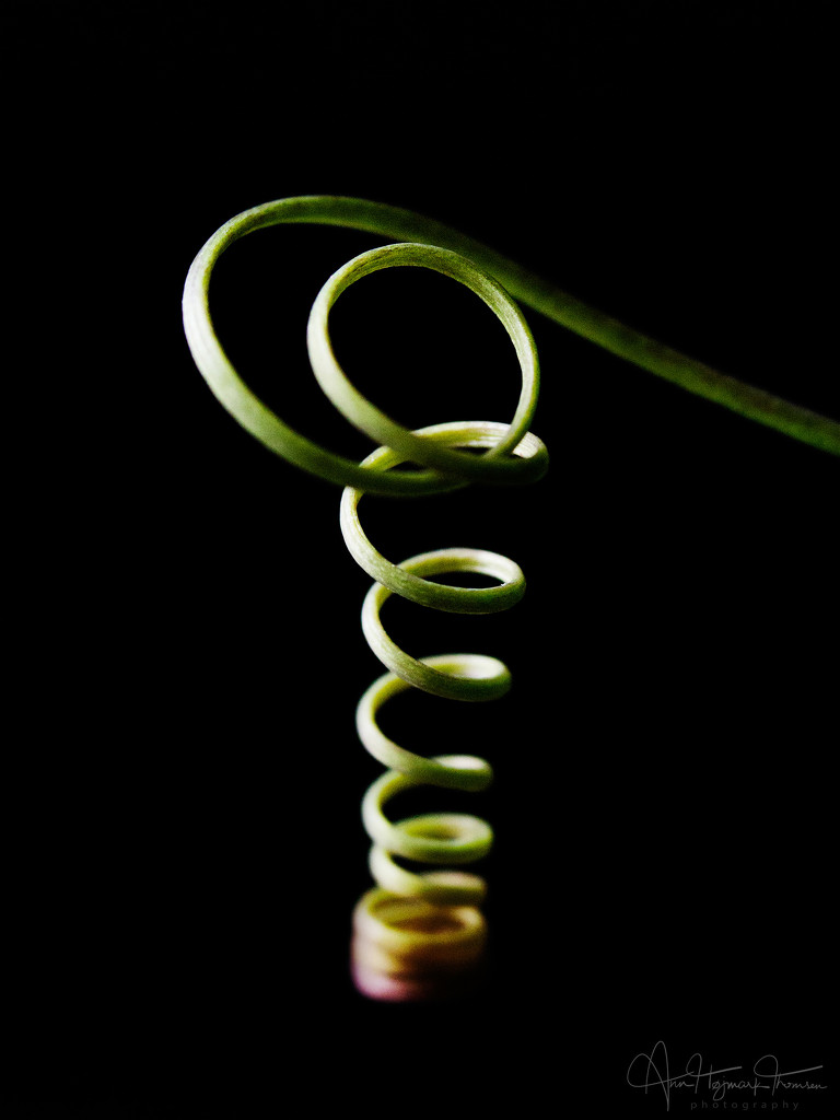 Tendril by atchoo