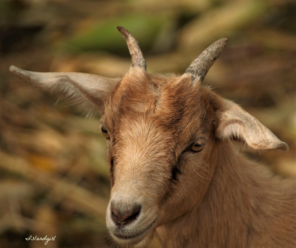 Goat  by radiogirl