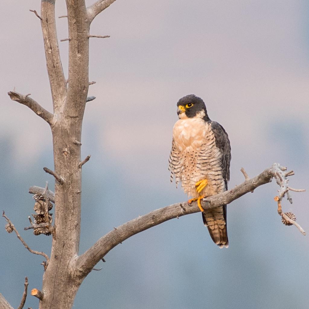 Peregrine falcon at sunrise  by dridsdale