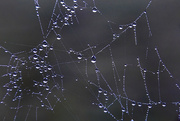 17th Sep 2017 - Spider's Web