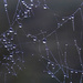 Spider's Web by megpicatilly