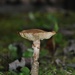 Day 259: Toad Stool  by jeanniec57