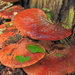 DSCN3928 red fungus by marijbar
