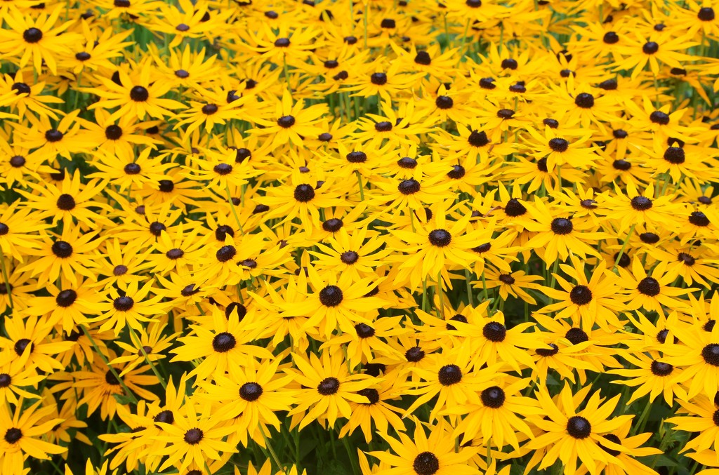 Black Eyed Susans by lifeat60degrees